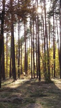 Ukrayna 'da bir sonbahar gününde bir orman manzarasının dikey videosu