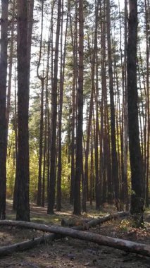 Ukrayna 'da bir sonbahar gününde bir orman manzarasının dikey videosu