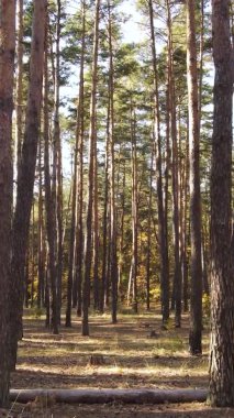 Ukrayna 'da bir sonbahar gününde bir orman manzarasının dikey videosu