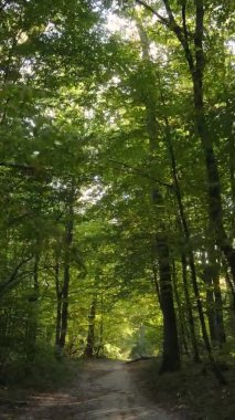 Ukrayna 'da bir sonbahar gününde bir orman manzarasının dikey videosu