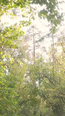 Ukrayna 'da bir sonbahar gününde bir orman manzarasının dikey videosu