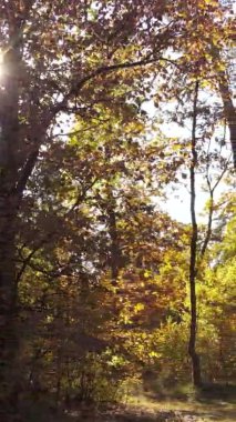 Ukrayna 'da bir sonbahar gününde bir orman manzarasının dikey videosu