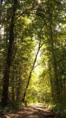 Ukrayna 'da bir sonbahar gününde bir orman manzarasının dikey videosu