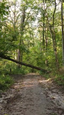 Ukrayna 'da bir sonbahar gününde bir orman manzarasının dikey videosu