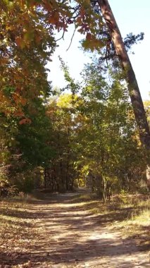 Ukrayna 'da bir sonbahar gününde bir orman manzarasının dikey videosu