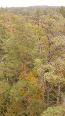 Ukrayna 'da bir sonbahar gününde bir orman manzarasının dikey videosu