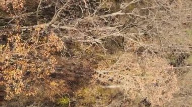 Ukrayna 'da bir sonbahar gününde bir orman manzarasının dikey videosu