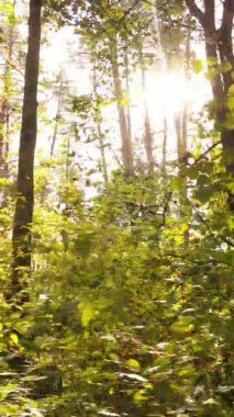 Ukrayna 'da bir sonbahar gününde bir orman manzarasının dikey videosu