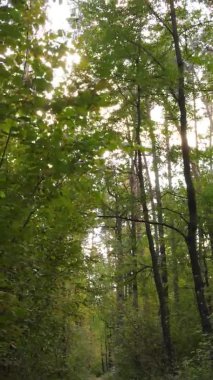 Ukrayna 'da bir sonbahar gününde bir orman manzarasının dikey videosu