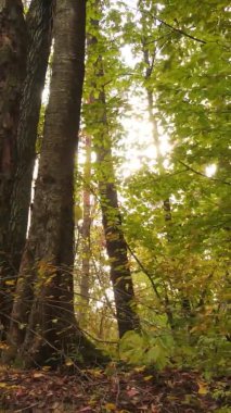 Ukrayna 'da bir sonbahar gününde bir orman manzarasının dikey videosu