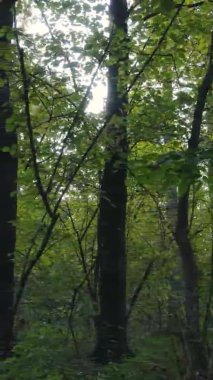 Ukrayna 'da bir sonbahar gününde bir orman manzarasının dikey videosu