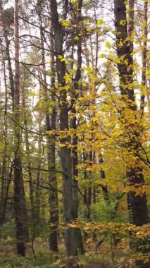 Ukrayna 'da bir sonbahar gününde bir orman manzarasının dikey videosu