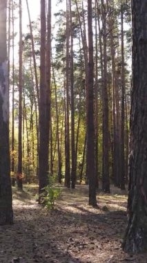 Ukrayna 'da bir sonbahar gününde bir orman manzarasının dikey videosu