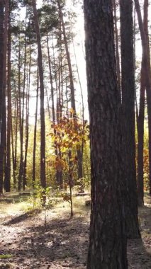 Ukrayna 'da bir sonbahar gününde bir orman manzarasının dikey videosu
