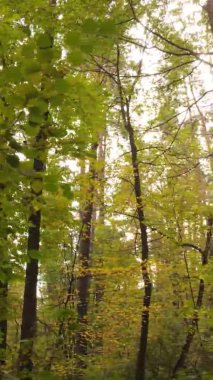 Ukrayna 'da bir sonbahar gününde bir orman manzarasının dikey videosu