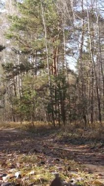 Ukrayna 'da bir sonbahar gününde bir orman manzarasının dikey videosu