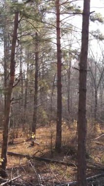 Ukrayna 'da bir sonbahar gününde bir orman manzarasının dikey videosu