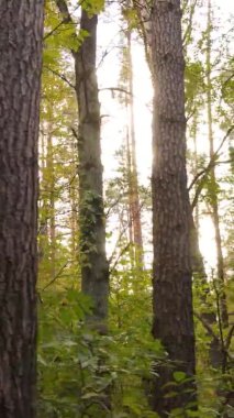 Ukrayna 'da bir sonbahar gününde bir orman manzarasının dikey videosu