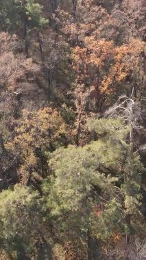 Ukrayna 'da bir sonbahar gününde bir orman manzarasının dikey videosu