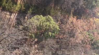 Ukrayna 'da bir sonbahar gününde bir orman manzarasının dikey videosu