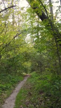 Ukrayna 'da bir sonbahar gününde bir orman manzarasının dikey videosu