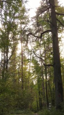 Ukrayna 'da bir sonbahar gününde bir orman manzarasının dikey videosu