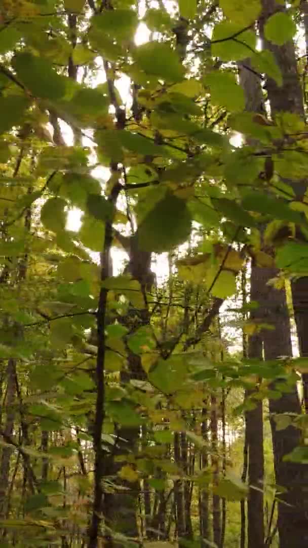 Vídeo Vertical Paisaje Forestal Día Otoño Ucrania — Vídeos de Stock