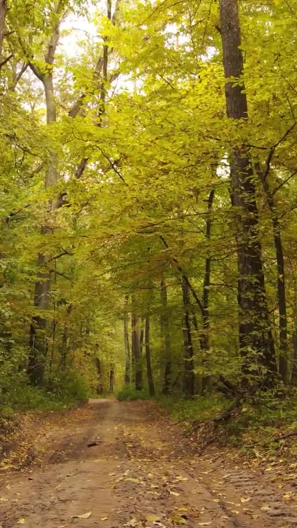 Vídeo Vertical Uma Paisagem Florestal Dia Outono Ucrânia — Vídeo de Stock