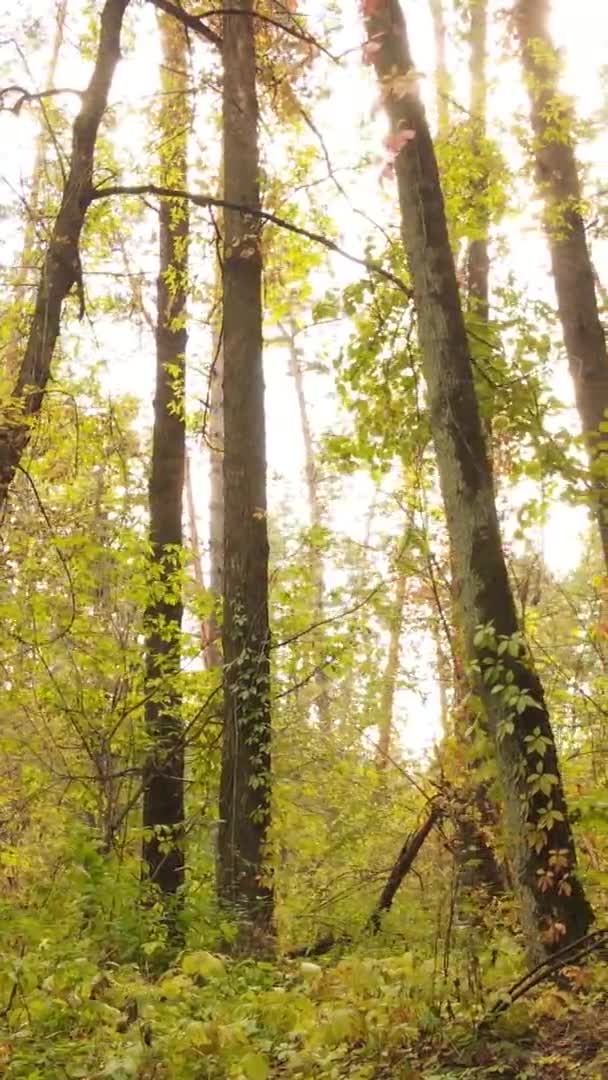 Κάθετη Βίντεο Ενός Τοπίου Δάσος Μια Ημέρα Του Φθινοπώρου Στην — Αρχείο Βίντεο