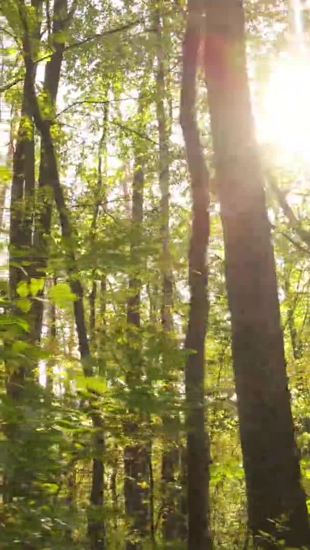 Vertikales Video Einer Waldlandschaft Einem Herbsttag Der Ukraine — Stockvideo