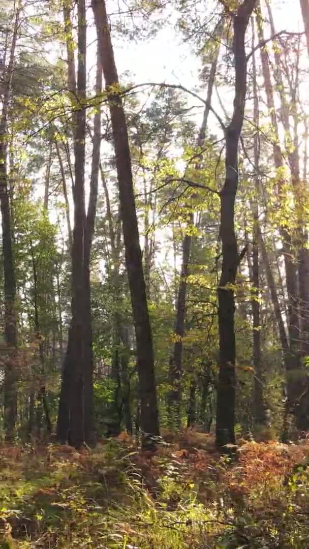 Вертикальне Відео Лісового Ландшафту Осіннього Дня Україні — стокове відео