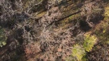 Ukrayna 'da bir sonbahar gününde bir orman manzarasının dikey videosu