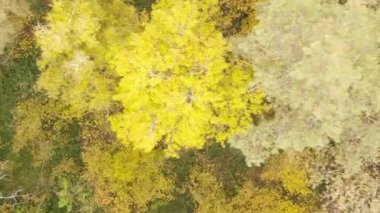 Ukrayna 'da bir sonbahar gününde bir orman manzarasının dikey videosu