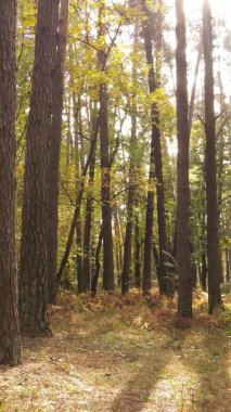 Ukrayna 'da bir sonbahar gününde bir orman manzarasının dikey videosu
