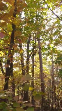 Ukrayna 'da bir sonbahar gününde bir orman manzarasının dikey videosu