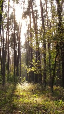 Ukrayna 'da bir sonbahar gününde bir orman manzarasının dikey videosu