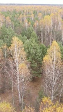 Ukrayna 'da bir sonbahar gününde bir orman manzarasının dikey videosu