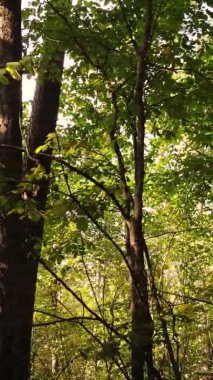 Ukrayna 'da bir sonbahar gününde bir orman manzarasının dikey videosu