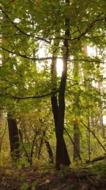 Ukrayna 'da bir sonbahar gününde bir orman manzarasının dikey videosu