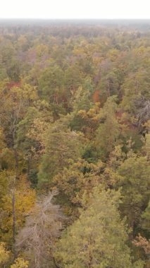 Ukrayna 'da bir sonbahar gününde bir orman manzarasının dikey videosu