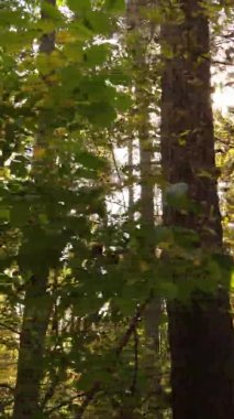 Ukrayna 'da bir sonbahar gününde bir orman manzarasının dikey videosu