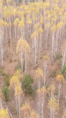 Ukrayna 'da bir sonbahar gününde bir orman manzarasının dikey videosu