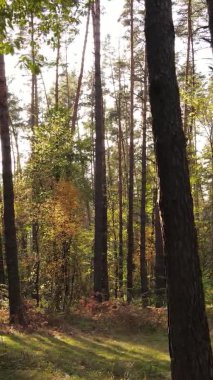 Ukrayna 'da bir sonbahar gününde bir orman manzarasının dikey videosu