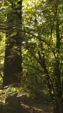 Ukrayna 'da bir sonbahar gününde bir orman manzarasının dikey videosu