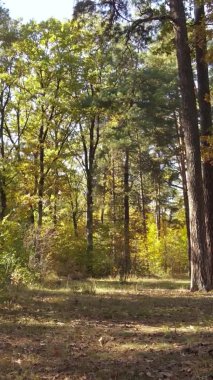 Gündüz Ukrayna 'daki bir sonbahar ormanının dikey videosu
