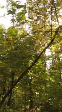 Gündüz Ukrayna 'daki bir sonbahar ormanının dikey videosu