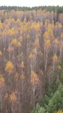 Gündüz Ukrayna 'daki bir sonbahar ormanının dikey videosu