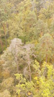 Gündüz Ukrayna 'daki bir sonbahar ormanının dikey videosu