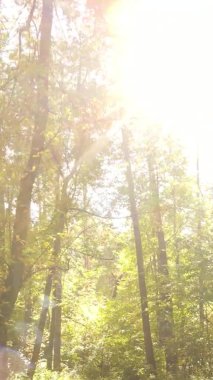 Gündüz Ukrayna 'daki bir sonbahar ormanının dikey videosu