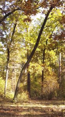 Gündüz Ukrayna 'daki bir sonbahar ormanının dikey videosu